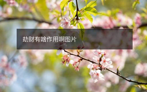 劫財有啥作用啊圖片
