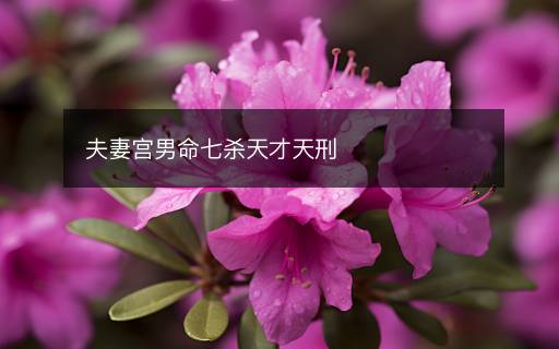 夫妻宮男命七殺天才天刑