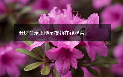 旺財(cái)音樂正能量視頻在線觀看