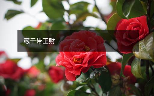 藏干帶正財(cái)