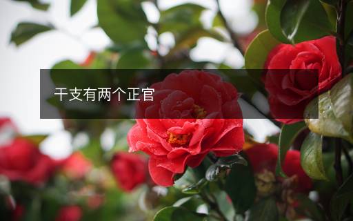 干支有兩個(gè)正官
