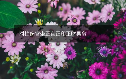 時(shí)柱傷官坐正官正印正財(cái)男命