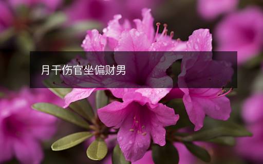 月干傷官坐偏財男
