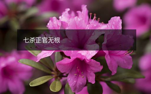 七殺正官無根
