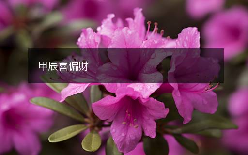 甲辰喜偏財