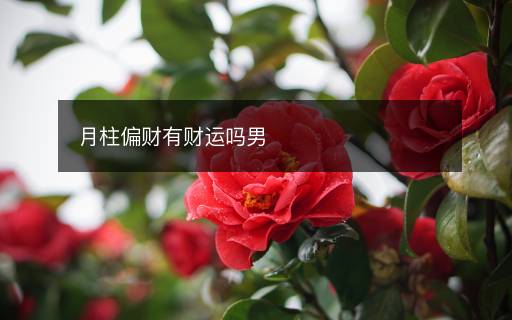 月柱偏財有財運嗎男