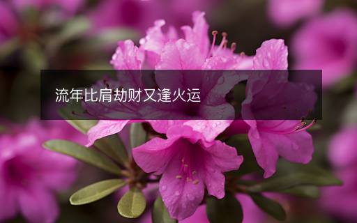 流年比肩劫財又逢火運