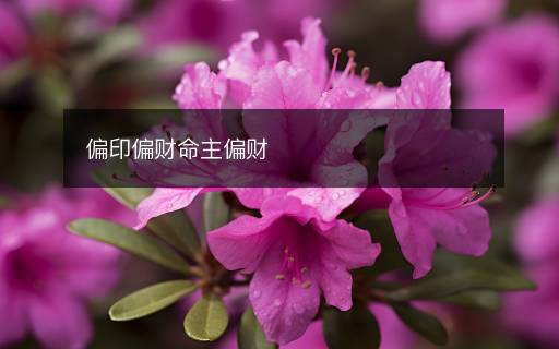 偏印偏財命主偏財