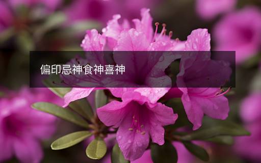 偏印忌神食神喜神