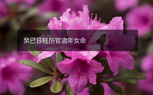 癸巳日柱傷官流年女命