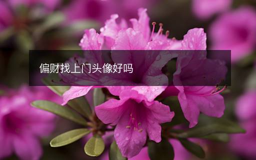 偏財(cái)找上門頭像好嗎