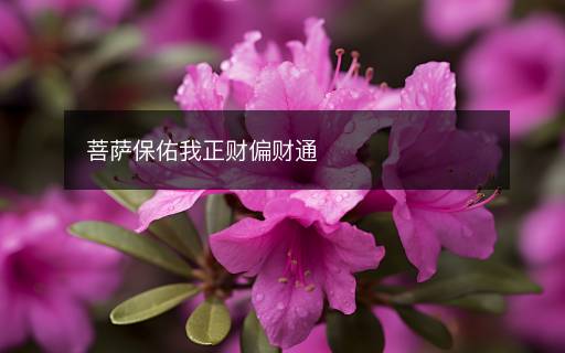 菩薩保佑我正財(cái)偏財(cái)通