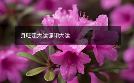 身旺走大運(yùn)偏印大運(yùn)